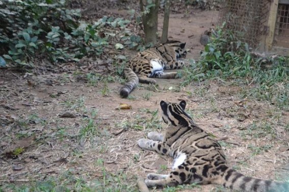 Four leopards die in Tripura zoo